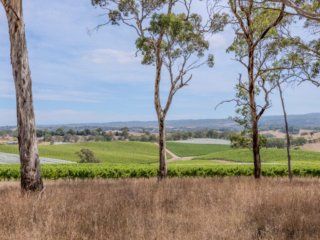 Hahndorf Vineyard, SA.  Poster prints. Photos for sale, printed and delivered.