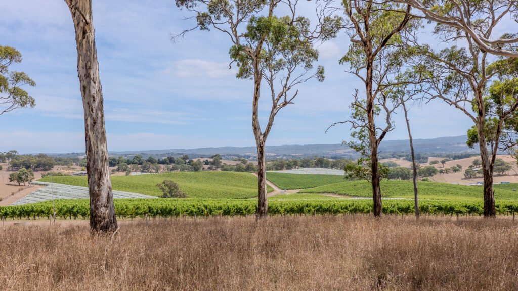 Hahndorf Vineyard, SA.  Poster prints. Photos for sale, printed and delivered.