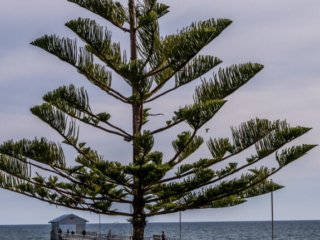 Tree with a view, Grange, SA.  Poster prints. Photos for sale, printed and delivered.