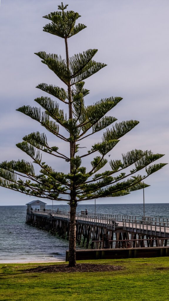 Tree with a view, Grange, SA.  Poster prints. Photos for sale, printed and delivered.